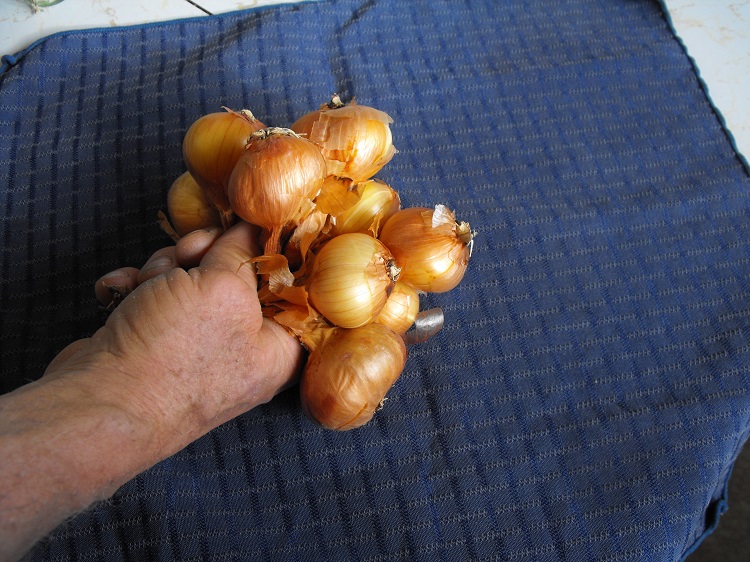 Dutch Red Shallot