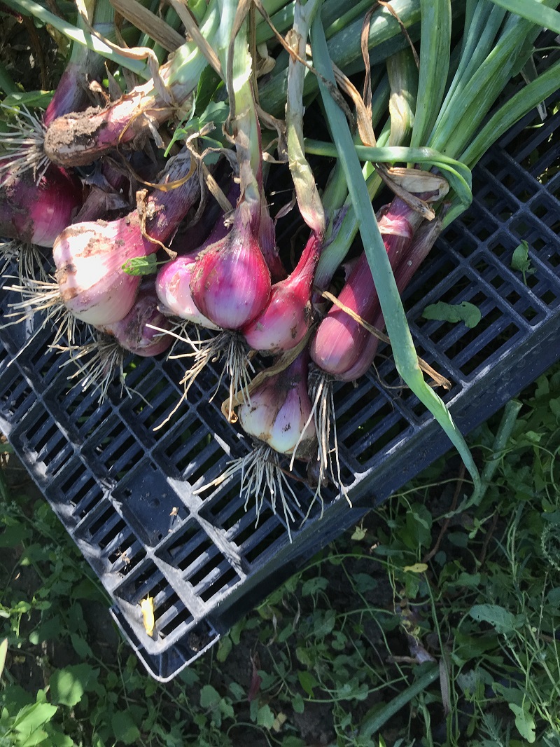 How to Grow Shallots